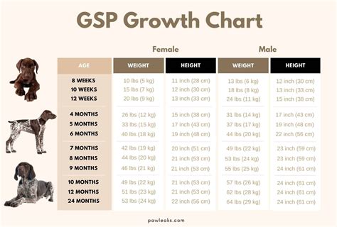 gsp puppy feeding chart|German Shorthaired Pointer Food Calculator, Feeding Guide,。